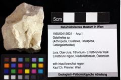 Foto (Objket + Etiketten) von Galatheites sp. 